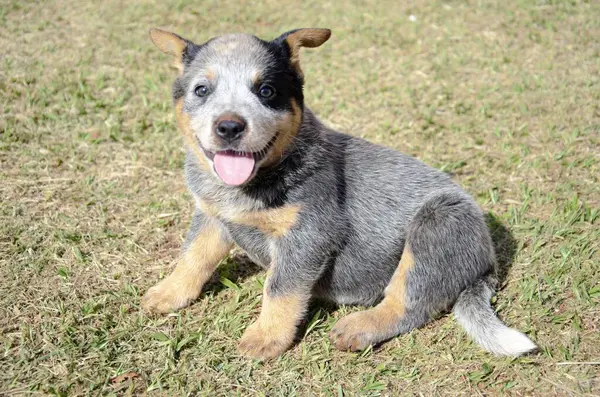 Sevimli bir Blue Heeler köpeği çimenlerde oturuyor, mutlu ve özenli görünüyor..