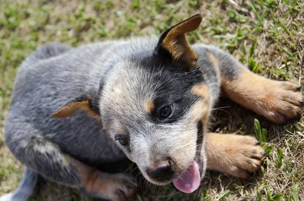 Neşeli bir Blue Heeler köpeği çimenlerin üzerinde dili açık uzanıyor, sıcak ve güneşli bir günün tadını çıkarıyor..