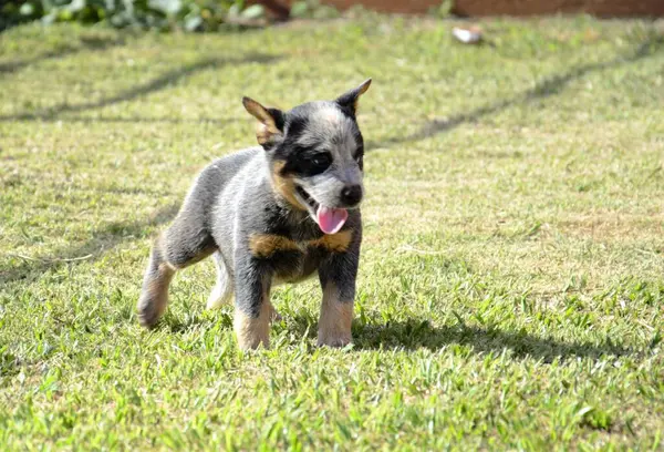 Genç bir Avustralyalı sığır çobanı. Güneşli bir günde çimlerin üzerinde dili açık yürüyor..