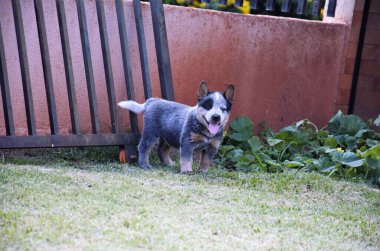 Mutlu bir mavi düdüklü köpek çitin yanında duruyor ve bahçedeki bitkiler güneşli bir günün tadını çıkarıyor..