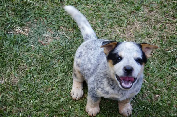 Benekli kürklü mutlu bir yavru çimenlerde oynarken gülümsüyor..