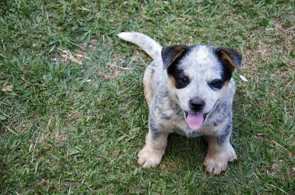 Dili dışarıda, yemyeşil çimlerin üzerinde oturan neşeli mavi bir fırın yavrusu..