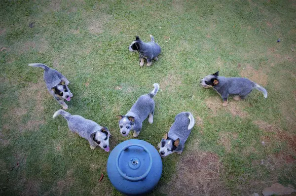 Bir grup mavi düdüklü köpek yavrusu çimenlikteki mavi bir nesneyle şakalaşıyor..