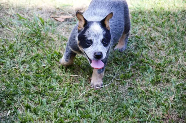 Bu resim, bir Blue Heeler köpeğinin tapılası özünü yakalıyor. Genç köpek, kendine özgü mavi-gri paltosu ile, çimlerin üzerinde şakacı bir şekilde dilini uzatarak görülmektedir..