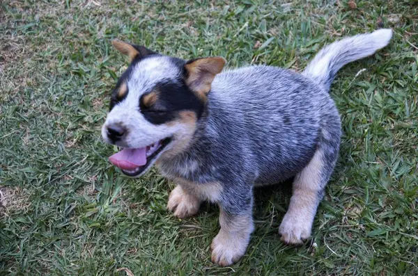 Şirin bir Avustralya sığır yavrusu benekli mavi ve bronz kürklü yeşil çimlerin üzerinde mutlu bir şekilde oturuyor, ağzı açık ve dili açık..