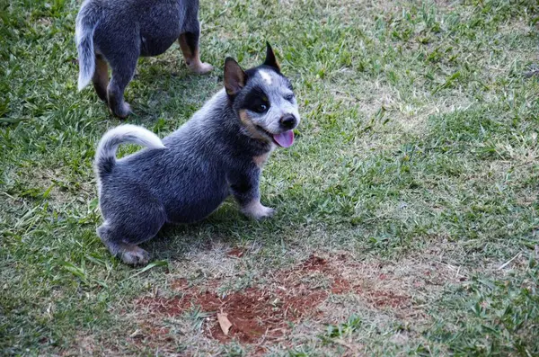 Mavi ve bronz lekeli şirin bir Avustralya sığır çobanı köpek yavrusu çimlerin üzerinde duruyor, dili dışarıda. Arka planda başka bir köpek yavrusu kısmen görülebilir.