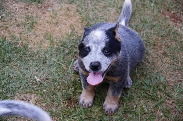 Bu tatlı Avustralya sığır çobanı köpek yavrusu dilini dışarı çıkarmış, dışarıda oyun zamanı ya da kucaklaşmak istiyormuş gibi görünüyor..