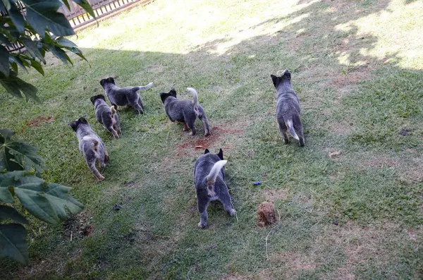 Çekici bir sahnede altı Avustralya sığır köpeği yavrusu güneşli bir çimenliği keşfediyor. Gri ve beyaz benekli paltoları, yeşilde neşeyle koşarken öne çıkıyor..