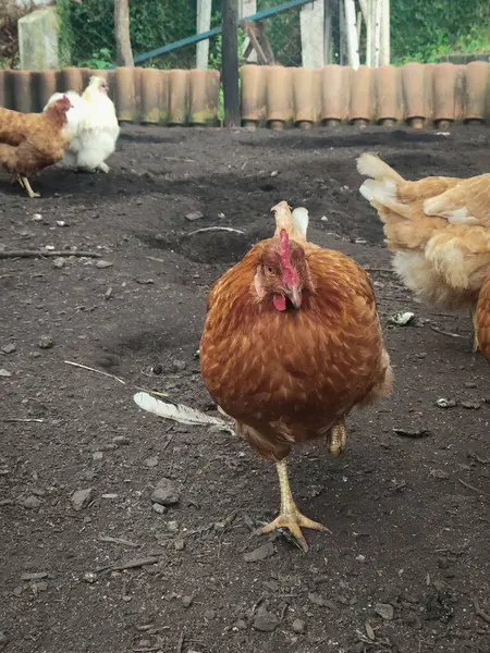Kahverengi bir tavuk, diğer tavuklarla çevrili kırsal bir tavuk bahçesinde gururla kasıla kasıla yürür..