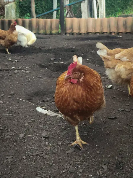 Gururlu bir kahverengi tavuk, diğerleri arka planda yiyecek ararken güvenli bir şekilde yerde kasıla kasıla yürür..
