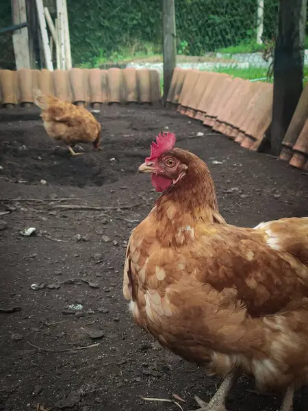 Çiftlikteki kahverengi bir tavuğun yakın çekimi, arka planda başka bir tavuk, ikisi de kara toprakta..