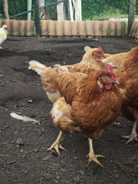 Arka bahçedeki kümeste başıboş dolaşan sağlıklı kahverengi tavuklara yakın çekim..
