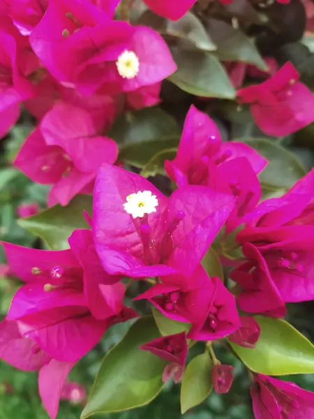 Yakın planda, küçük beyaz merkezleri çevreleyen narin taç yapraklarıyla begonvil çiçeklerinin canlı mor tonlarını sergiliyor. Yemyeşil yapraklar çarpıcı bir kontrastlık yaratır.