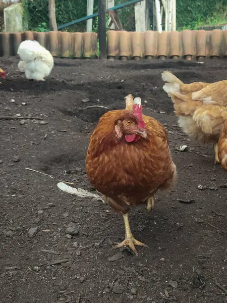 Bu görüntüde kahverengi bir tavuk var, muhtemelen ISA Brown, Lohmann Brown, veya Leghorn, tek bacağı üzerinde dengelenmiş, tüylerini ve ayaklarını renklendiriyor..