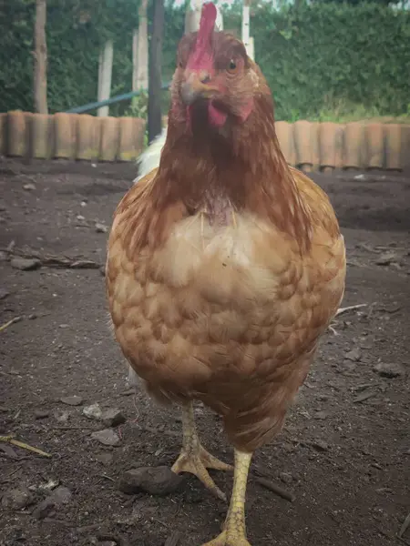 Kırmızı taraklı kahverengi bir tavuk hafifçe düşük açılı bir çekimle doğrudan izleyiciye bakar. Zemin toprak ve küçük taşlar, bulanık arkaplan ise yeşilliği ve çiti ortaya çıkarıyor..