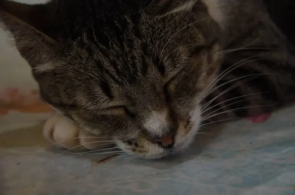 Güzel, gri ve beyaz bir kedi yumuşak bir yatakta huzur içinde uyuyor, gözleri kapalı ve sakin bir ifadeyle. Yüzü bir huzur ve rahatlama anını yansıtıyor, kedi rahatlığının özünü yakalıyor..