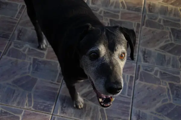 Gri bir ağızlık ve anlamlı gözleri olan yaşlı siyah bir köpek fayanslı bir zeminde rahat bir şekilde uzanıyor ve huzurlu bir dinlenme anı yakalıyor..