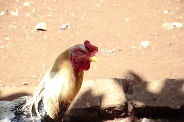 Bu görüntü, kırmızı, siyah, beyaz ve altın tüylü, kırmızı-kahverengi toprağın üzerinde doğal ışık altında duran çarpıcı bir horozu gösteriyor..