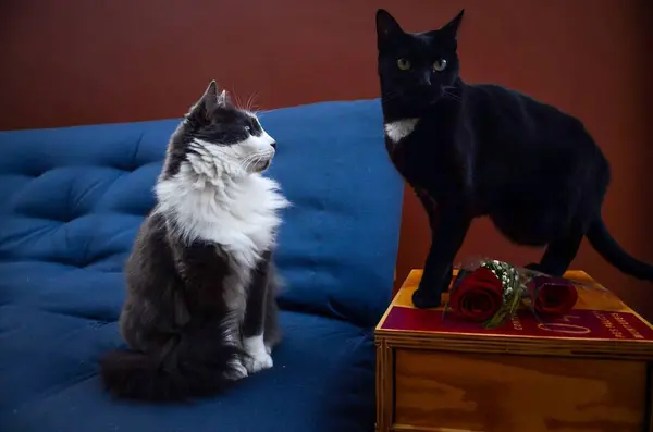 Siyah bir kedi ve tüylü gri-beyaz bir kedi mavi bir kanepede, içinde güller olan ahşap bir masanın yanında poz veriyorlar..