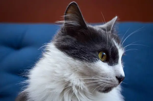 Tüylü, gri ve beyaz bir kedinin yan tarafa bakışıyla..