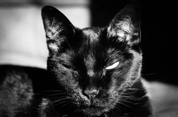 Siyah bir kedinin yüzüne yakın çekim, yarı kapalı gözler, güneş ışığının altında güneşleniyor. Kontrastta kürkü ve sakin ifadesi vurgulanıyor.