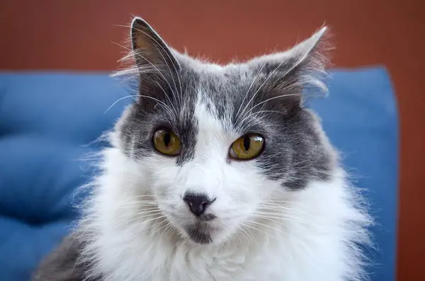 Sarı gözlü, uzun saçlı, beyaz bir kedinin yakın çekimi ve ciddi bir ifadesi var..