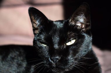 Parlak siyah bir kedi güneşlenir, gözleri yarı kapalı, huzur içinde..