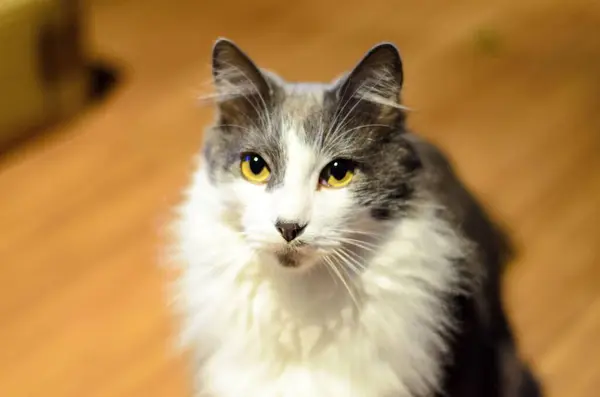 Beyaz ve gri kürklü, uzun saçlı ve sarı gözlü bir kedi tahta bir zeminde oturuyor..