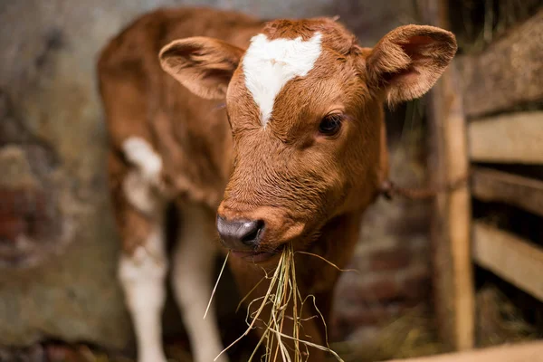 Young calf eats hay in the barn. Cute calf looks into the object. Young cow standing in the barn eating hay. Calf.