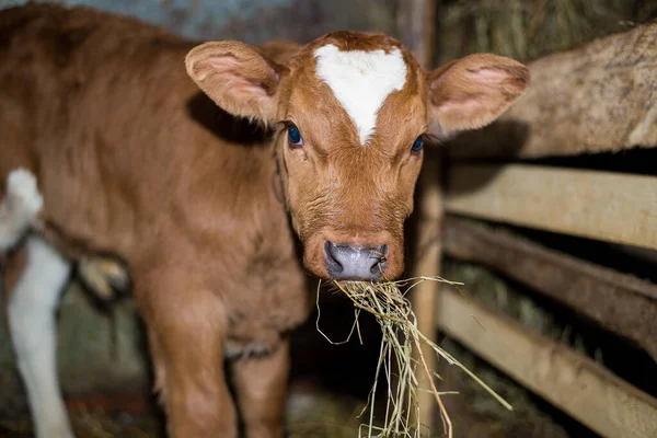 Young calf eats hay in the barn. Cute calf looks into the object. Young cow standing in the barn eating hay. Calf.