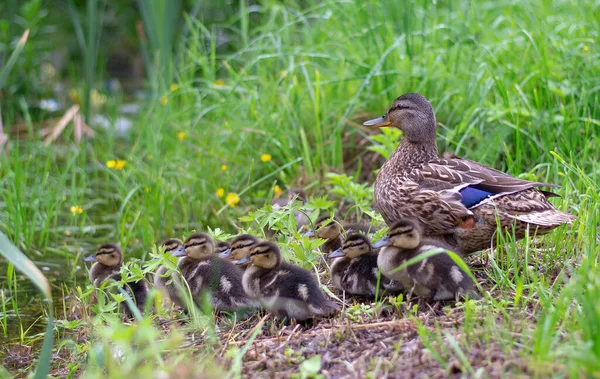 Une Femelle Colvert Avec Des Petits Canetons Dans Faune Sur — Photo