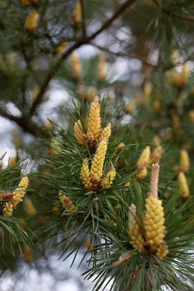 Young Pine Cones Grow Spring Mountains Green Needles — Stock Photo, Image