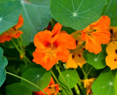 Nasturtiums güzel çiçekler. Bahçede Nasturtium bitkiler