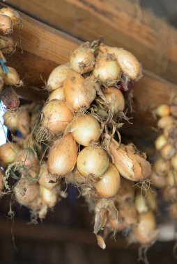 Çiftlikte depolamak için soğan örgüsü asmak. Bir ahırın tavanından sarkan soğanlar.. 