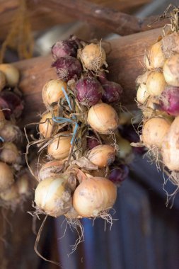 Çiftlikte depolamak için soğan örgüsü asmak. Bir ahırın tavanından sarkan soğanlar.. 