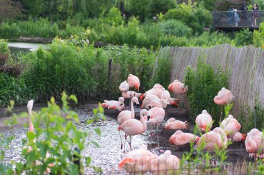 Hayvanat bahçesindeki güzel pembe flamingo