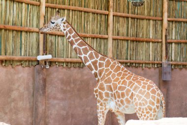 Vahşi yaşam parkındaki zürafa, hayvanat bahçesi.