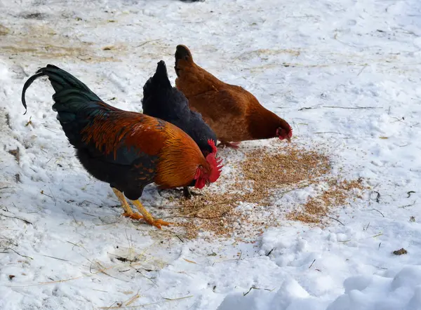 Tavuklar ve horoz avluda