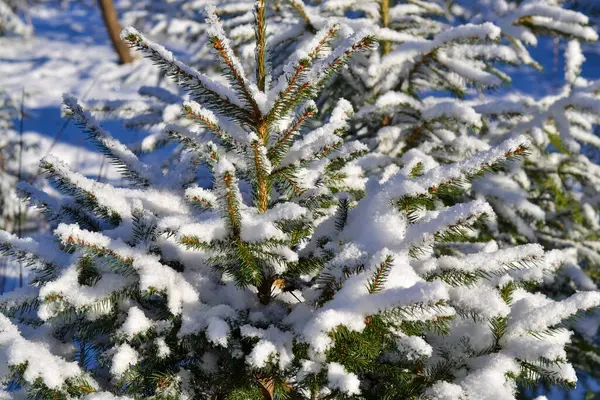 Árvore Natal Floresta Inverno Closeup Ramos Abeto Cobertos Neve Inverno — Fotografia de Stock
