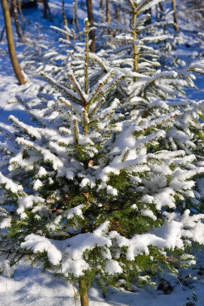 Ялинка Зимовому Лісі Крупним Планом Ялинові Гілки Вкриті Снігом Взимку — стокове фото
