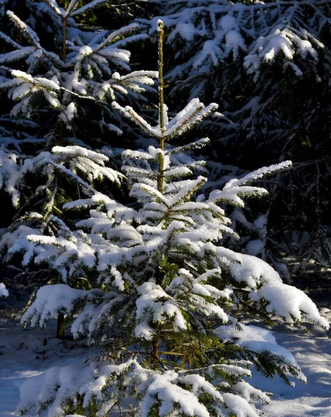 Árbol Navidad Bosque Invierno Primer Plano Las Ramas Abeto Cubiertas — Foto de Stock