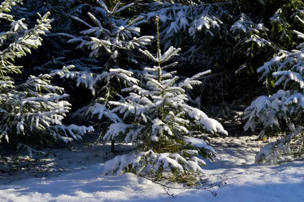 Árvore Natal Floresta Inverno Closeup Ramos Abeto Cobertos Neve Inverno — Fotografia de Stock