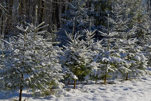 Árvore Natal Floresta Inverno Closeup Ramos Abeto Cobertos — Fotografia de Stock