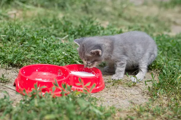 Gray little cat drinks milk from a red bowl. Gray little cat drinking milk on the grass in the yard.