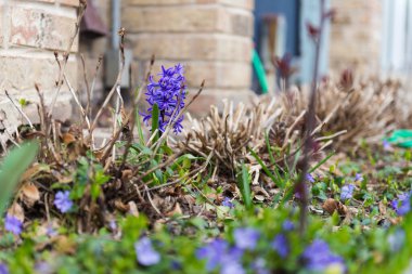 Tuğla arka planda bir sümbül çiçeği. Baharda çiçek açan mavi sümbül. Mor sümbül çiçeğinin yakın çekimi. Arka plan olarak erken bahar sümbül çiçekleri veya tebrik kartı.