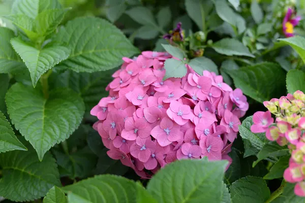 Yapraklı güzel pembe ortanca çiçeği. Kapat..