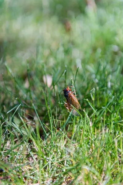 stock image A cicada embarks on a slow and deliberate climb up a long blade of grass. Cicadas on the grass.