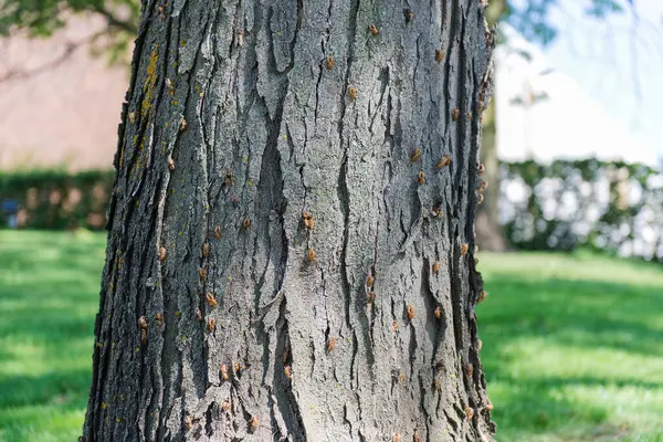 stock image Cicadas shell on tree with green nature background