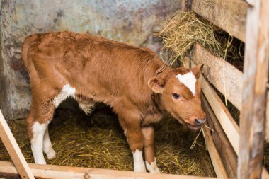 Young calf eats hay in the barn. Cute calf looks into the object. Young cow standing in the barn eating hay. Calf.