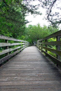 Parktaki tahta merdivenler. Tahta kaldırım ya da yol yemyeşil ağaçlar ve bitki örtüsüyle çevrili. Ortam, genel olarak sakin ve sakin bir atmosferi olan bir doğa yolu, park ya da ormanlık alana benziyor..